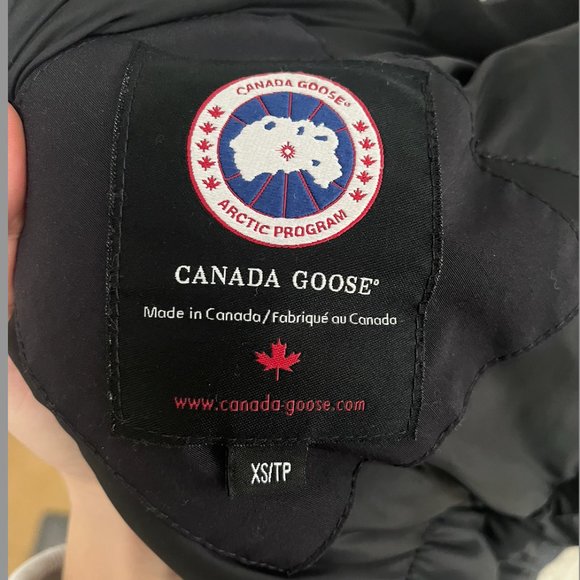 Canada goose - Picture 3 of 9